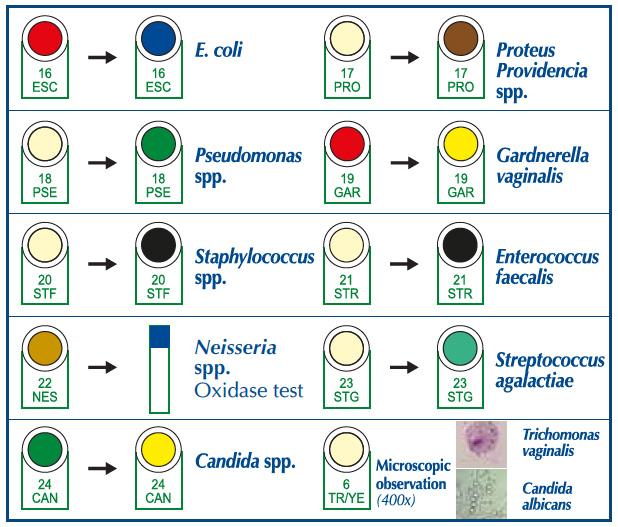 AF Genital System Ejemplo 1-2